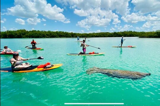 Dolphin, Manatee and Sea Turtle Adventure Tour